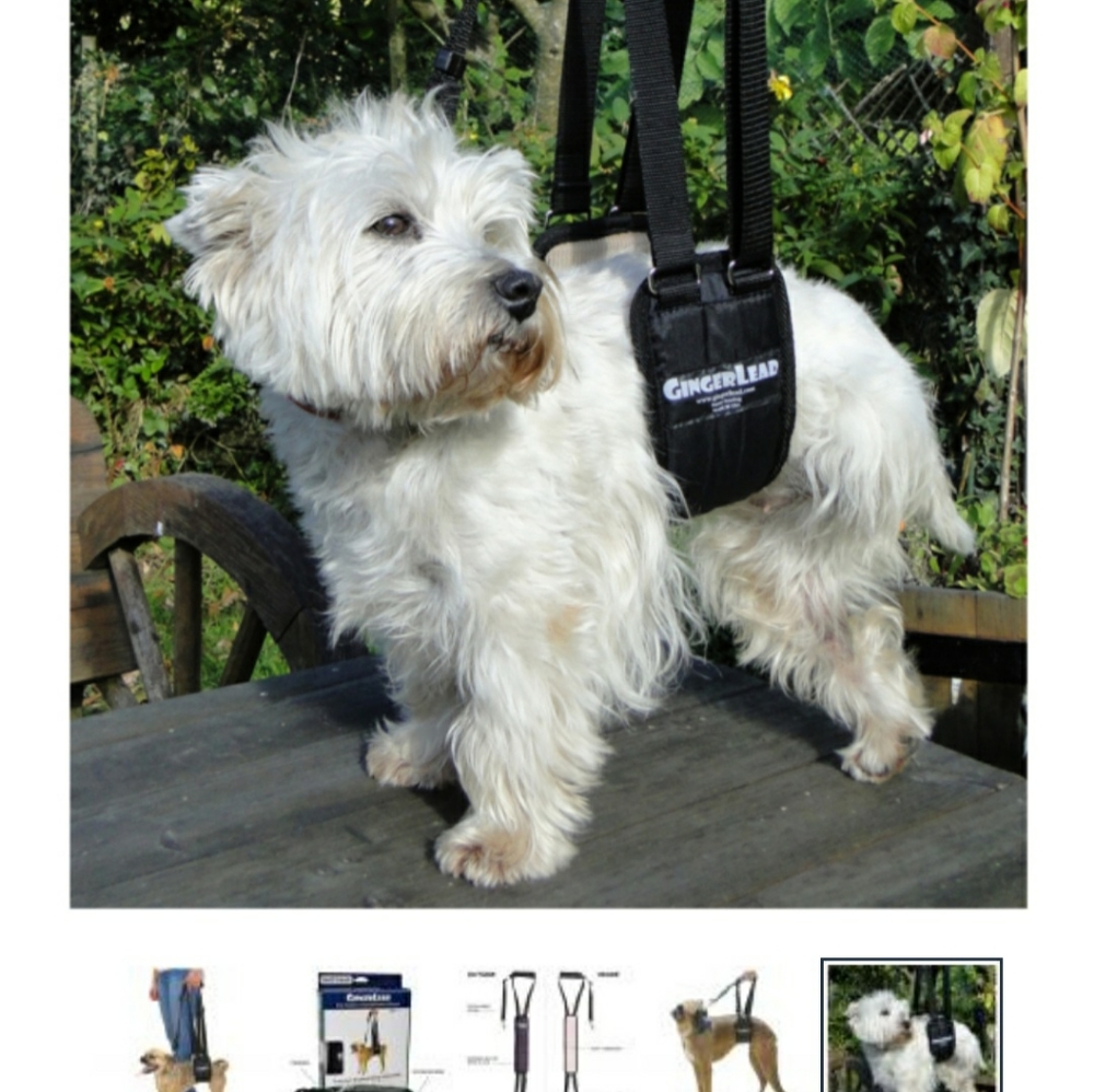Ginger Lead Dog Support Rehab Unisex